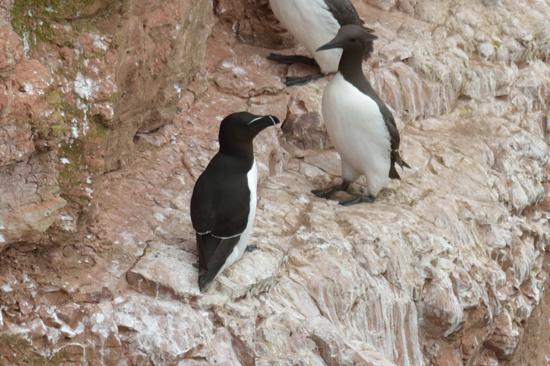 Click to open Dag 1: Helgoland, Schleswig-Holstein